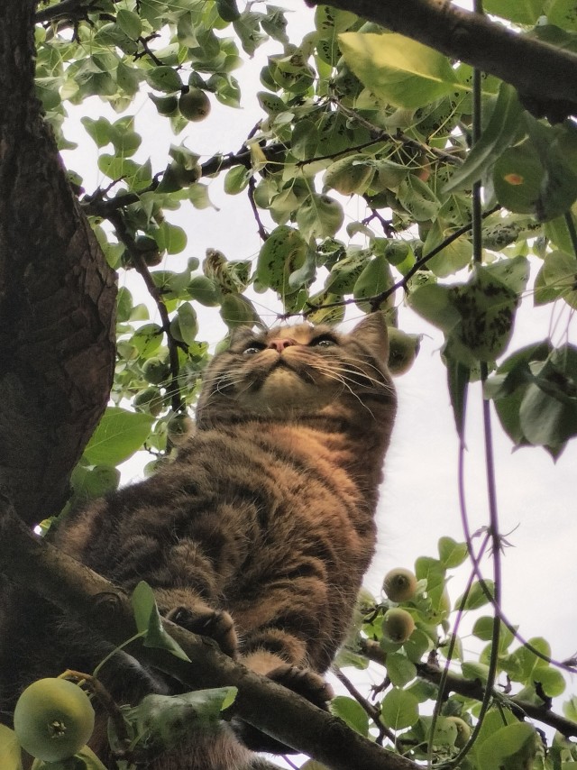 Совпало с котовторником.