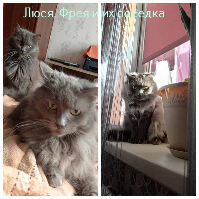 Жизнь домашнего приюта "Котоленд" 493
