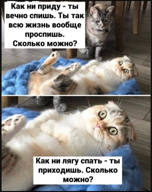 Интернет мемы на утро субботы