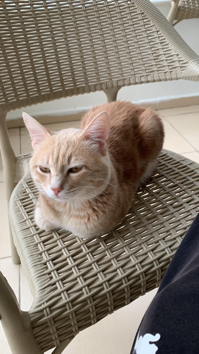 Котик из мусорного бака