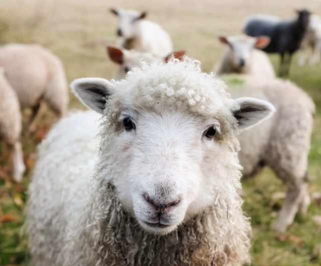 Заботы британских ученых