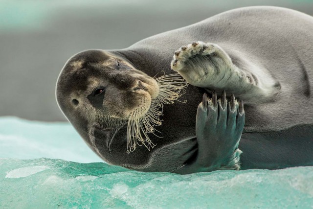 Заряд позитива: взгляните на 25 самых забавных снимков