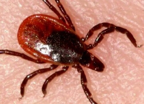 Полезное кровососание