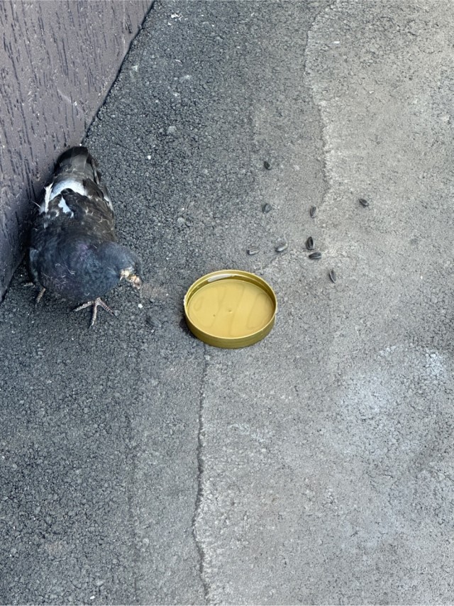 Пришел голубь