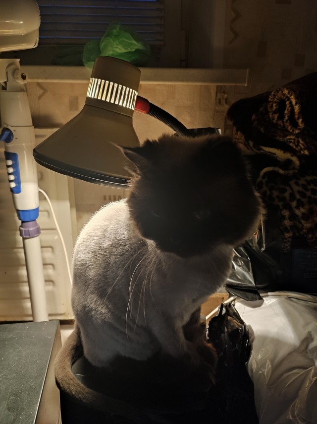 Мой кот с лампой)