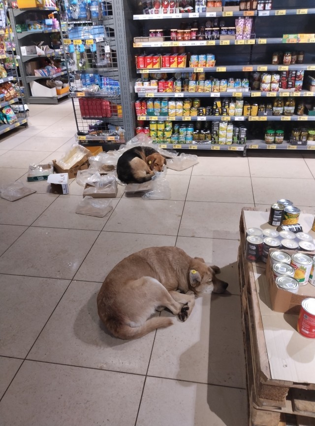 Приютили животину