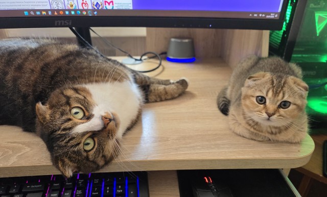 Котовторник 11.08.