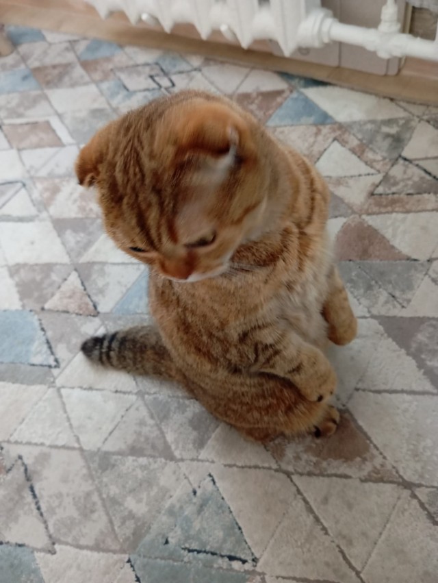 К котовторнику.