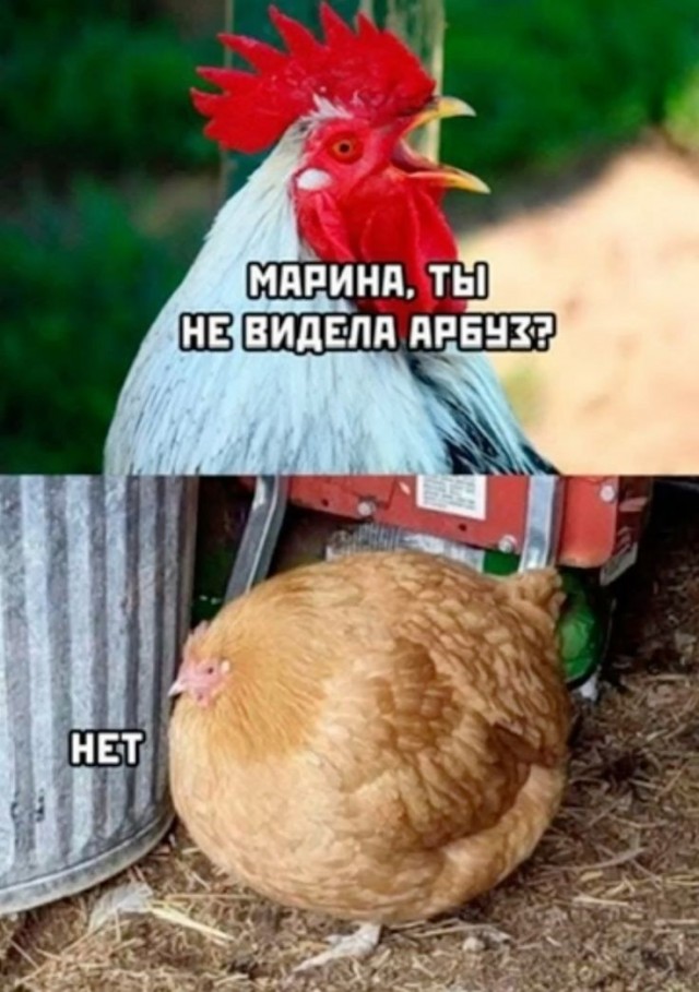 Картинки для деградации 289 (разной степени свежести)