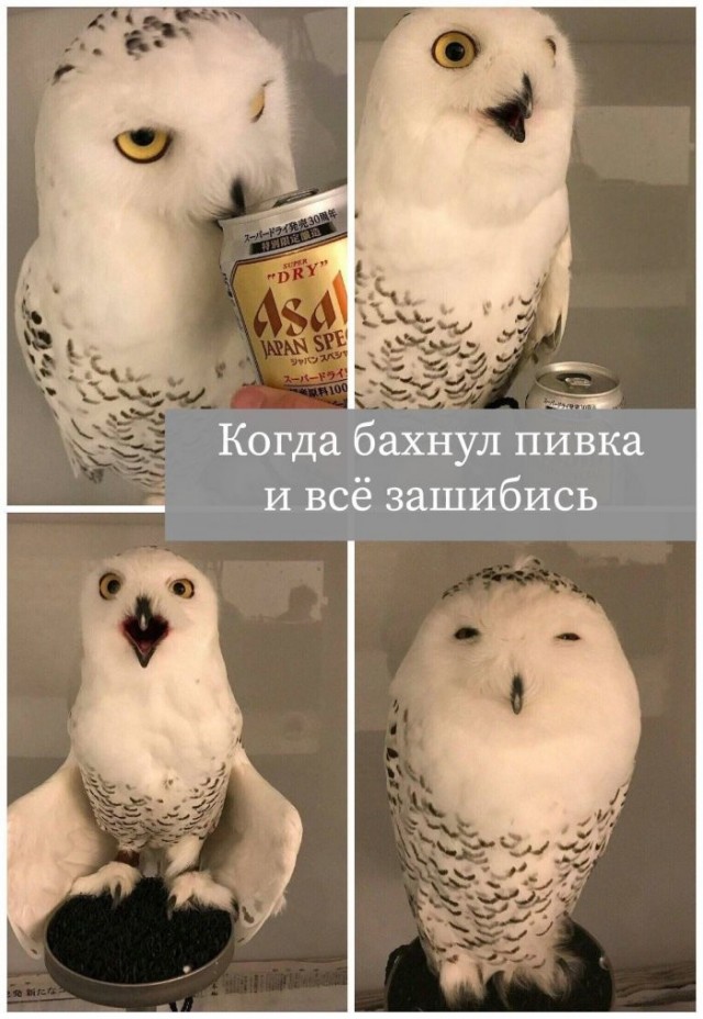 Веселые картинки в маленькую пятницу (21.10)