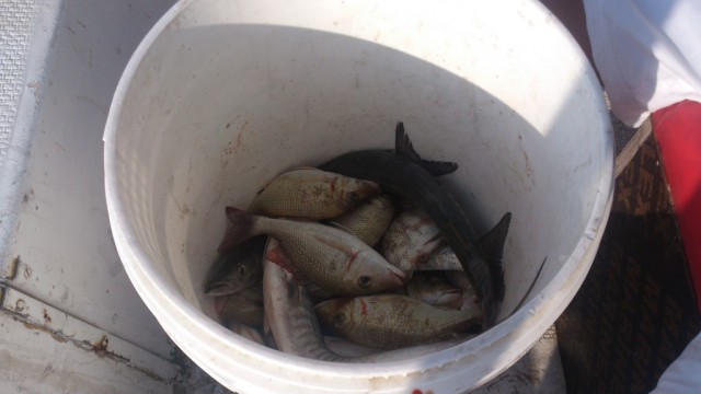 Рыбалка в Персидском заливе