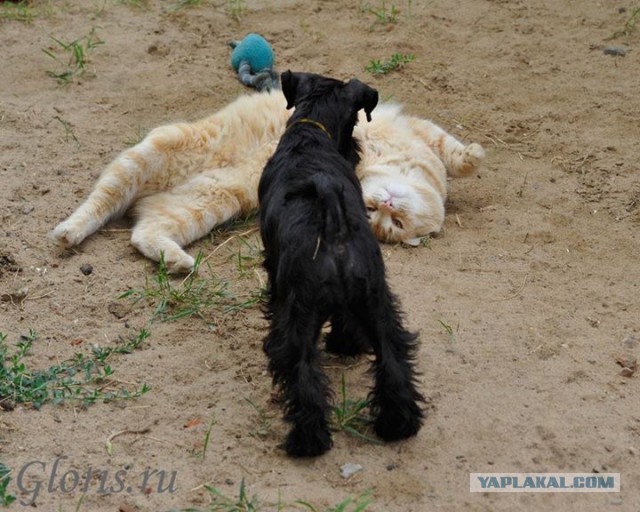 Котовторник 04.03.2014