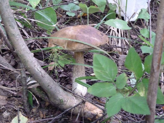 Пошли за грибами в лес, а нашли...