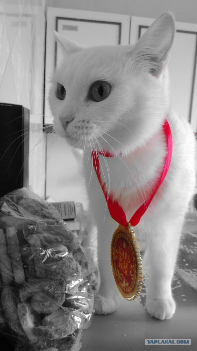 Котовторник 01.04.2014