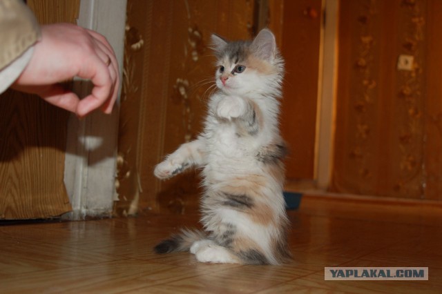 Котовторник 17.06.2014