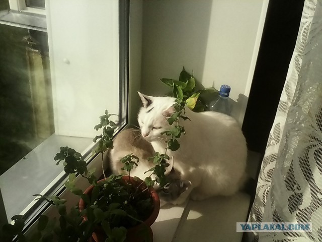 Котовторник 26.08.14.