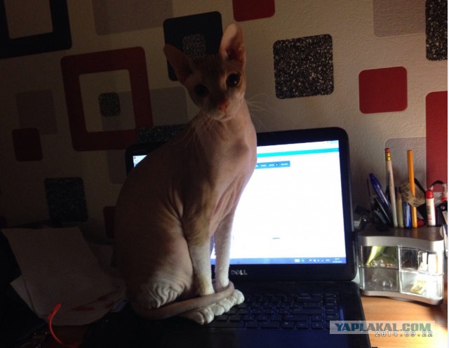 Котовторник 23.09.2014.