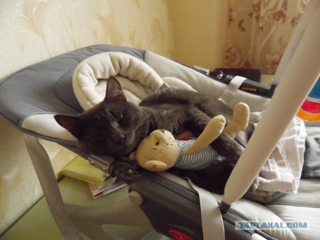 Купили сыну