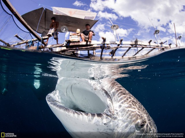 National Geographic,избранное...