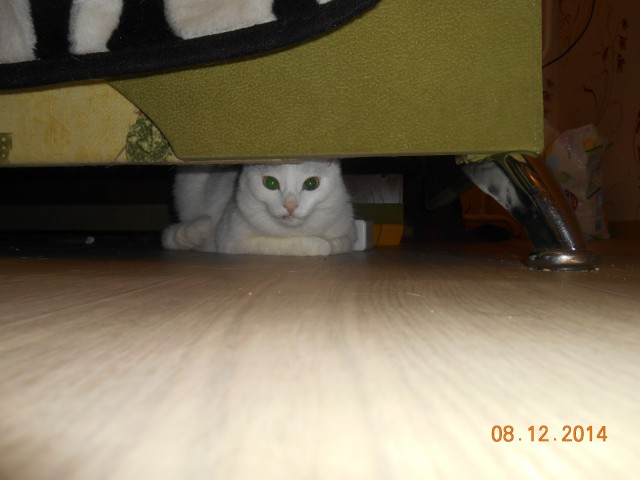Котовторник 9.12.2014