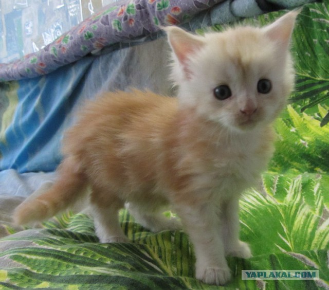 Котовторник 20.01.2015