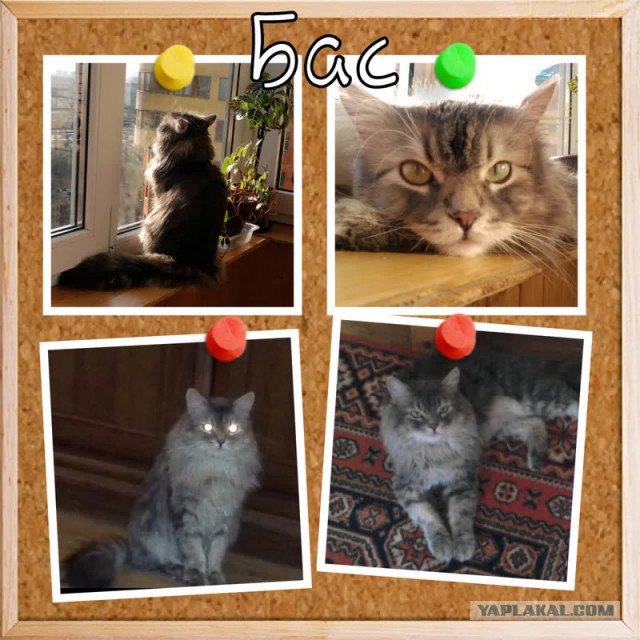 Котовторник