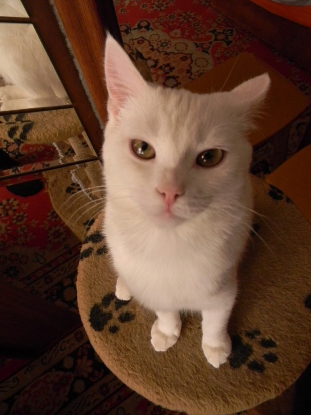 Котовторник 12.03.13