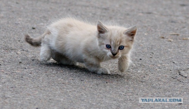 Котовторник 16.06.2015., Котовторник наступил!