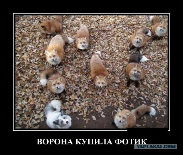 Подборка баянов.