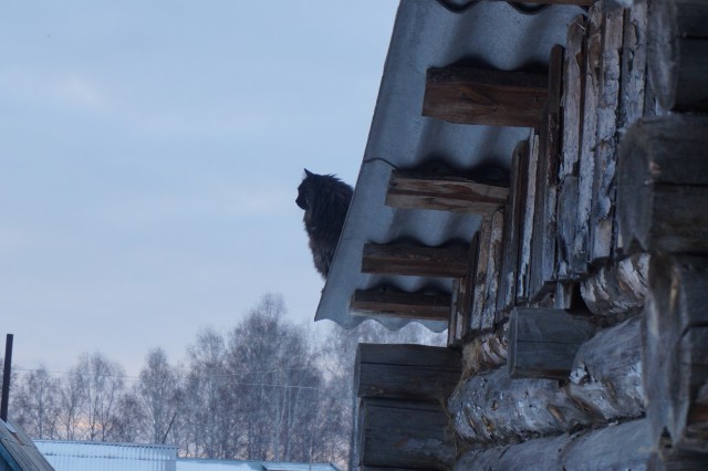 Жизнь Черного кота