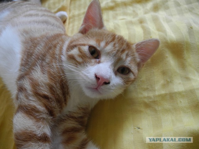 Котовторник 03.11.2015