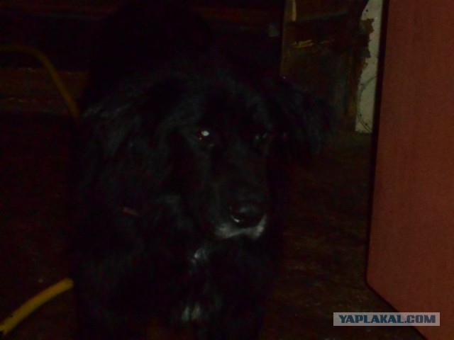 Жизнь домашнего приюта для котеек 87