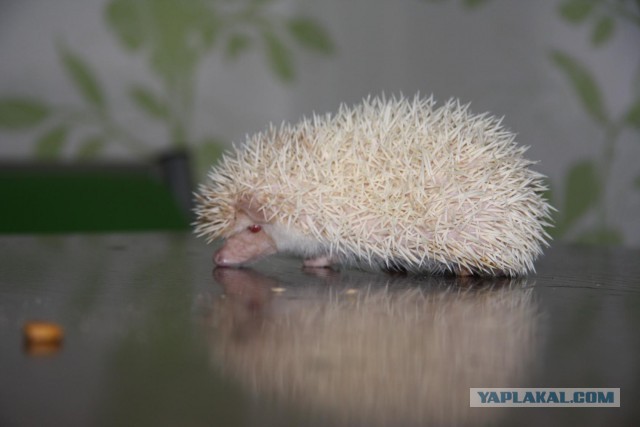 Коробка с белым ёжиком.