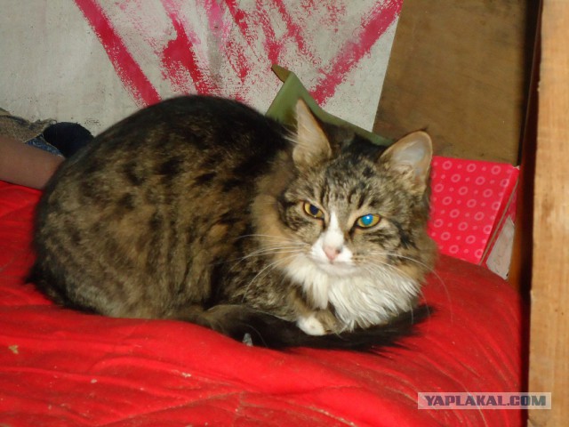 Мой личный котоленд 5