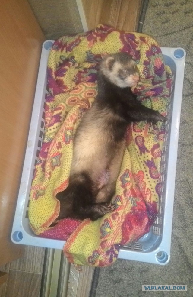 Хоречки