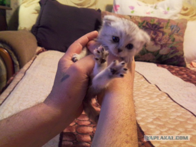 Котовторник - начало