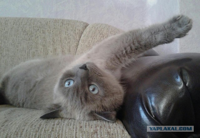 ​Кот моей мечты, или "простите, но моё терпение лопнуло"!