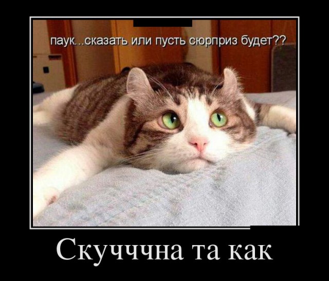 "Оскара" - котикам!