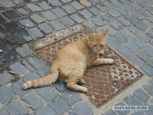 Котовторник 09.08.2016
