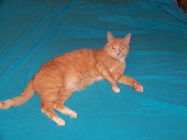 Котомет на вторник - супер подборка котов! (22.01)