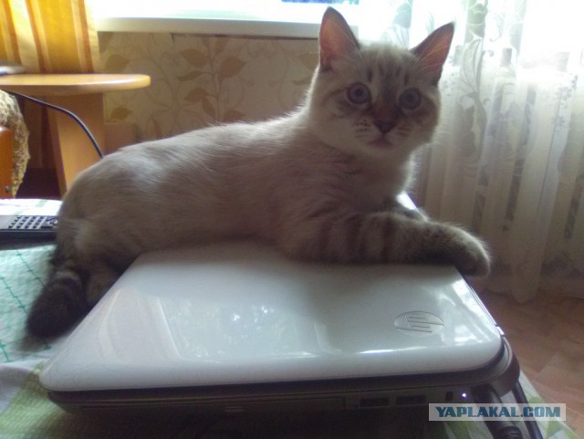 Котовторник 30.08.2016