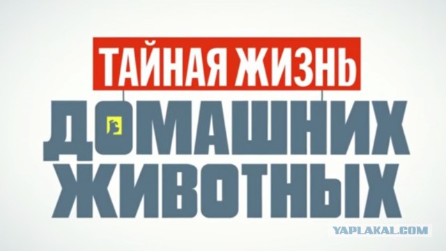 Когда они дома одни