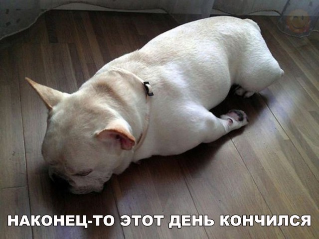 Самые смешные животные