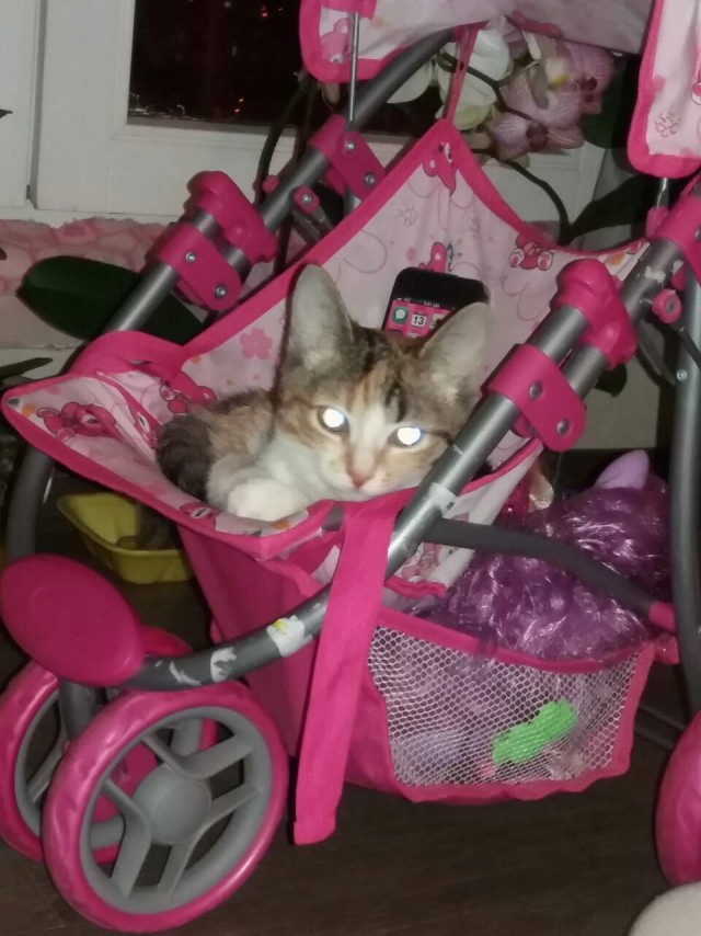 Коттедж своими руками, или про довольную котейку.
