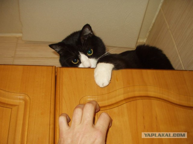 Котовторник  14.02.2017
