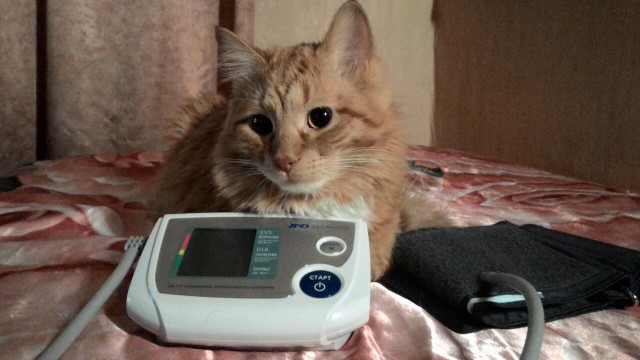 Котовторник  14.02.2017