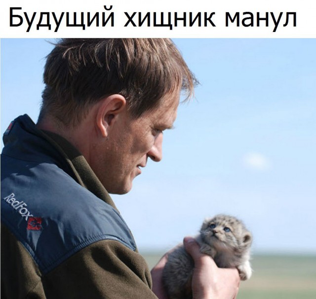 Самые смешные животные