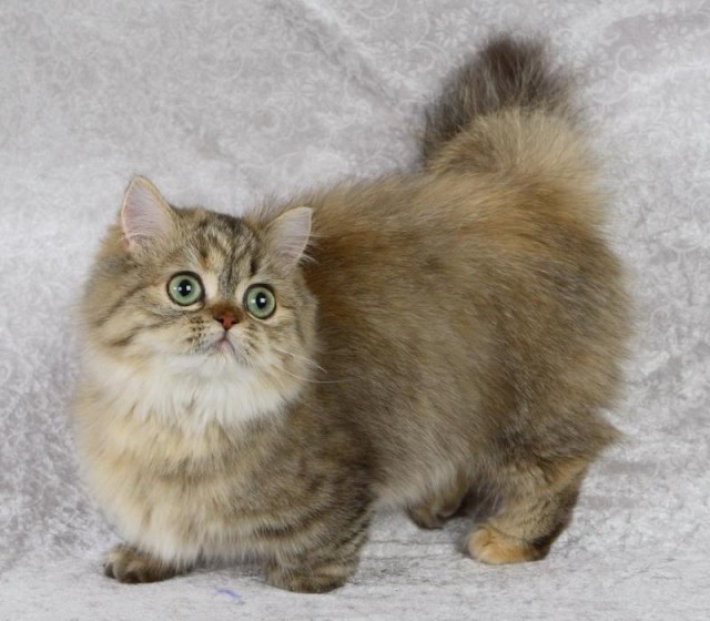 Коты и Кошки