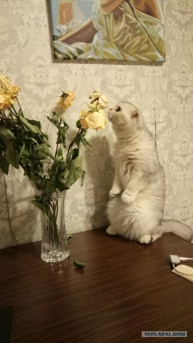 Про кису - не бросайте котэ на дачах, люди...