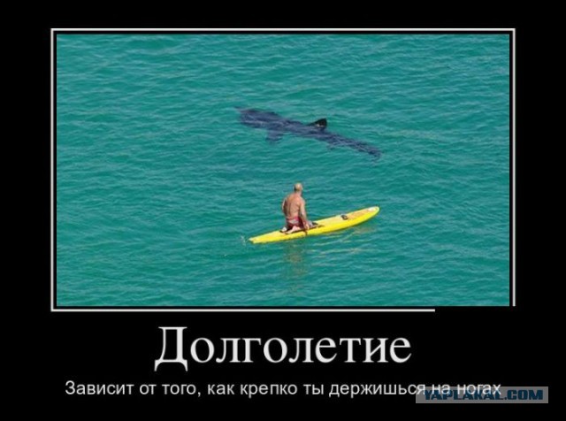 Баяны в чёрных рамках